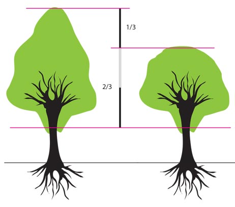 Nadmiernie przycięta korona