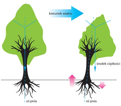 Niesymetryczne przycięcie korony