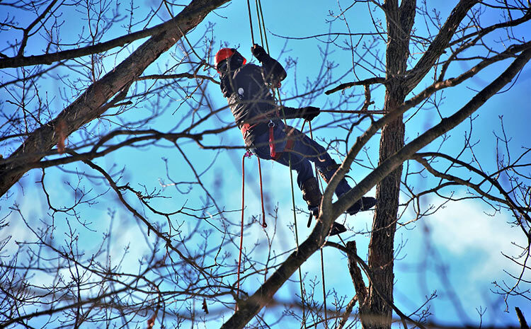  Jak bezpiecznie przeprowadzić wycinkę drzew na&nbsp;posesji?