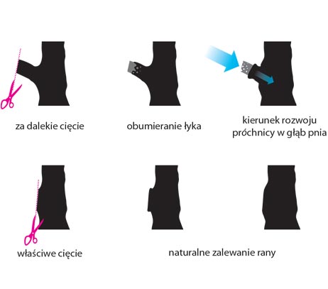 Zbyt dalekie cięcie gałęzi od pnia