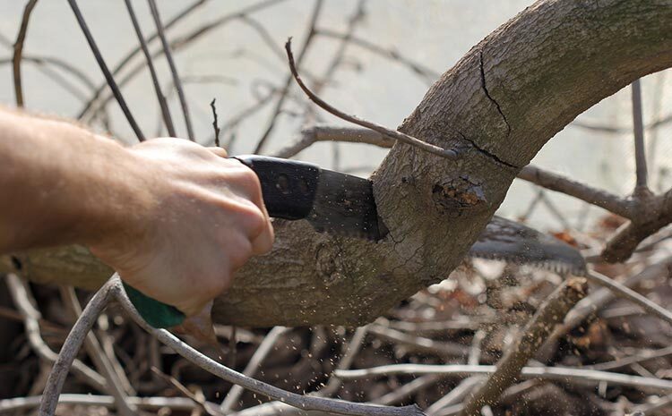  Na&nbsp;czym polegają najczęstsze błędy przycinki pielęgnacyjnej drzew?