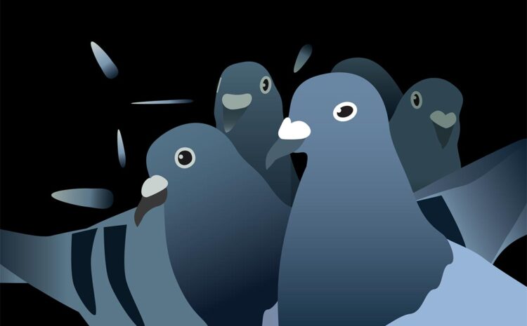  Okres ochronny ptaków