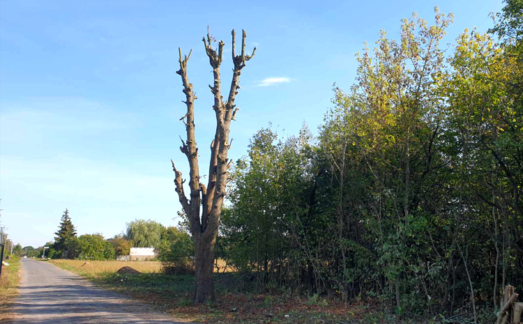  Wycinka drzew, a&nbsp;okres lęgowy ptaków