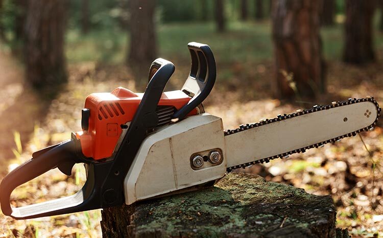  Nowe zasady wycinki drzew – co&nbsp;się zmieniło od&nbsp;stycznia 2023&nbsp;r.